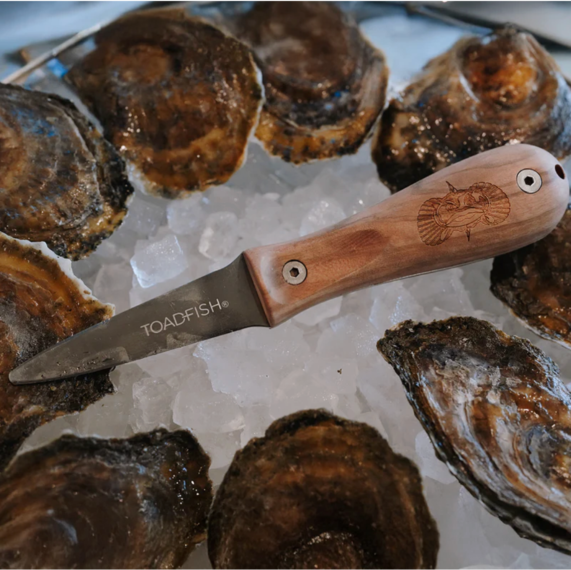 Toadfish Olive Wood Oyster Knife on ice surrounded by oysters